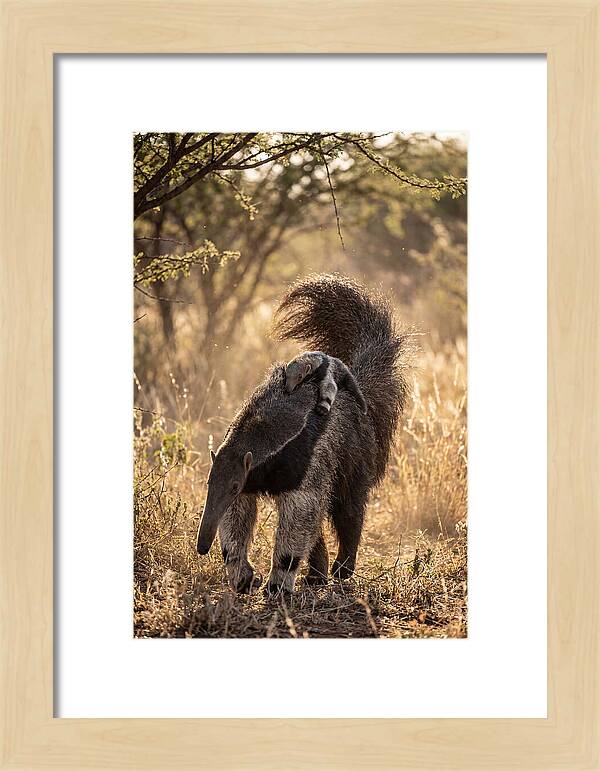 Giant Anteater With Baby