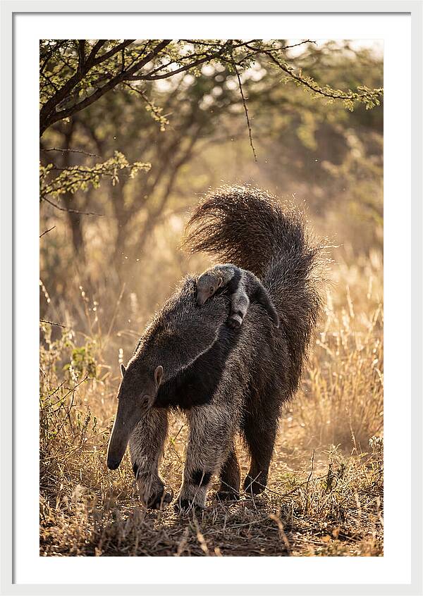 Giant Anteater With Baby