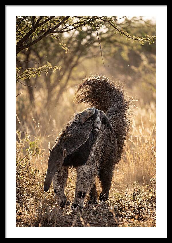 Giant Anteater With Baby