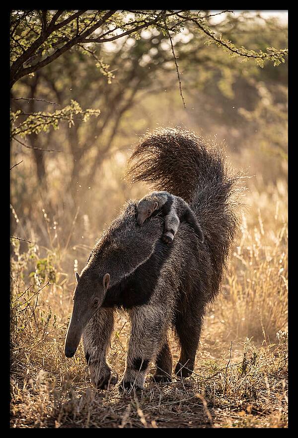 Giant Anteater With Baby