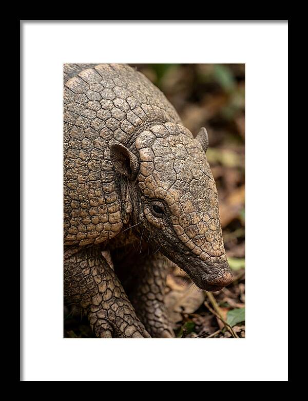 Giant Armadillo Closeup