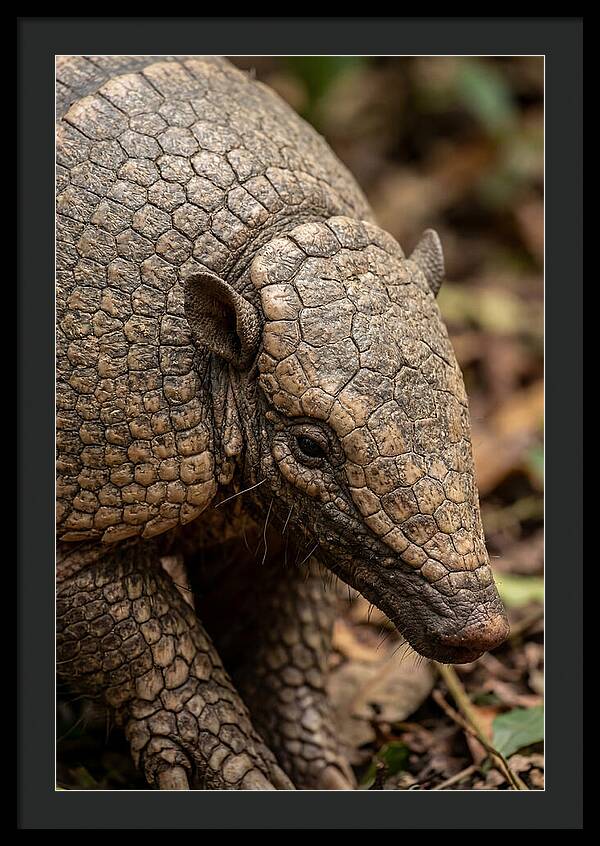 Giant Armadillo Closeup