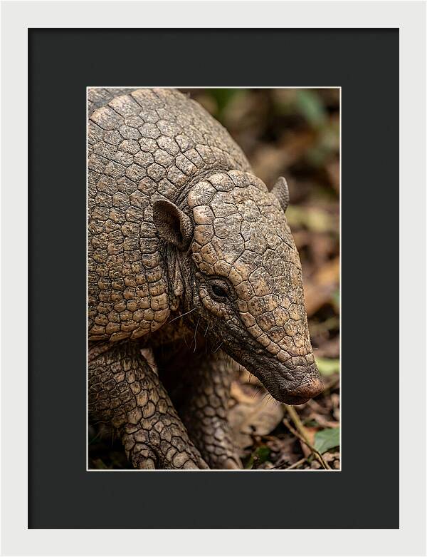 Giant Armadillo Closeup