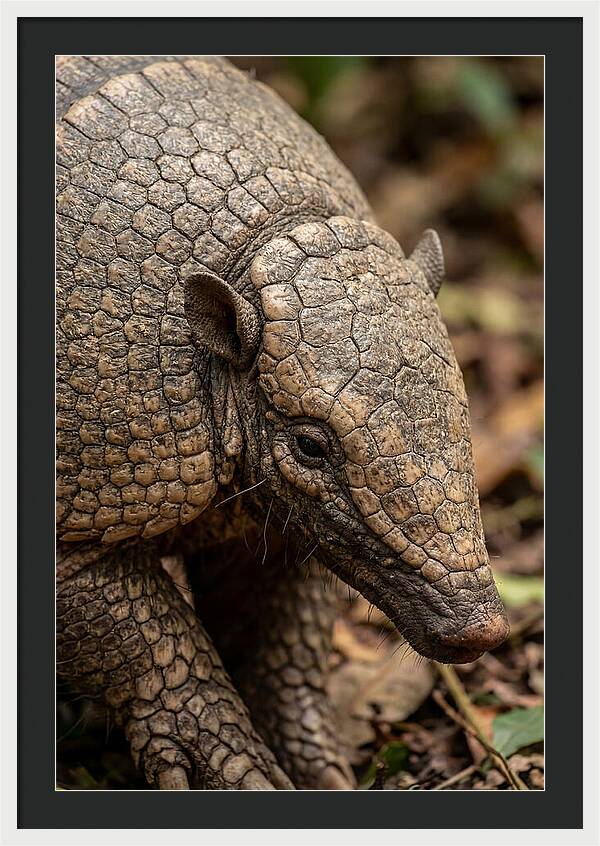 Giant Armadillo Closeup