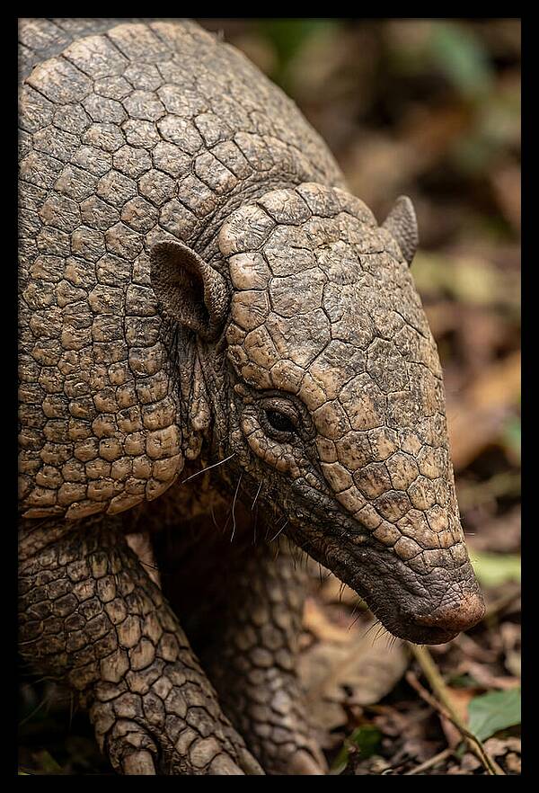 Giant Armadillo Closeup