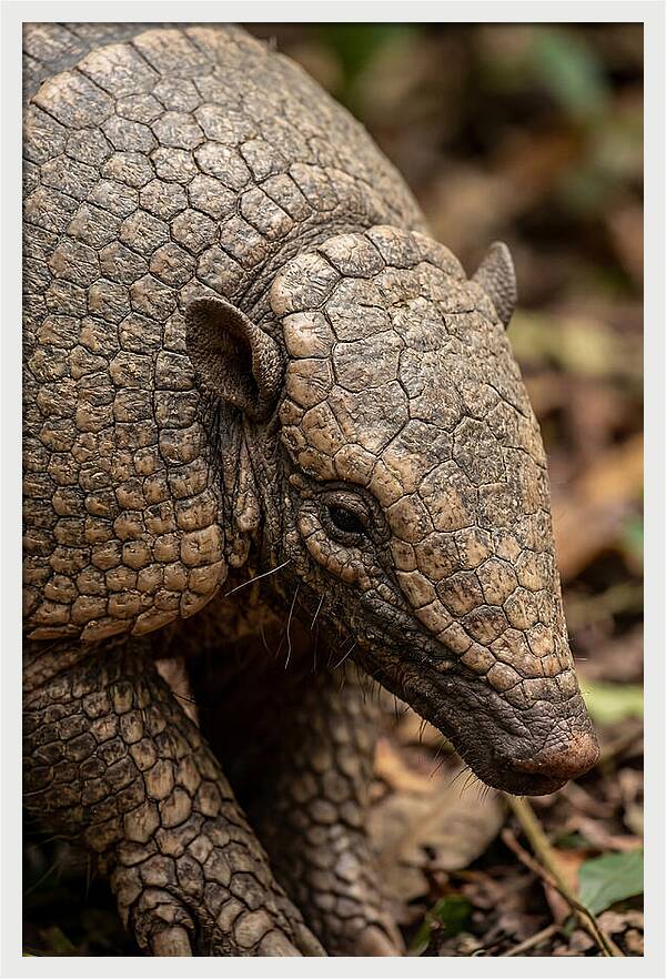 Giant Armadillo Closeup