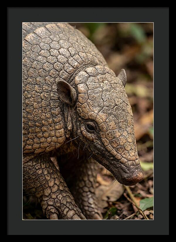 Giant Armadillo Closeup
