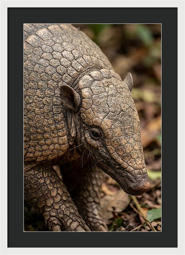 Giant Armadillo Closeup