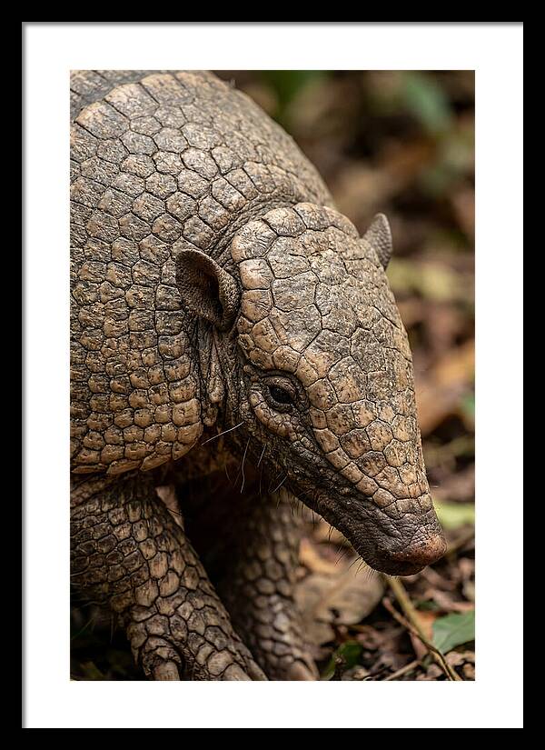 Giant Armadillo Closeup