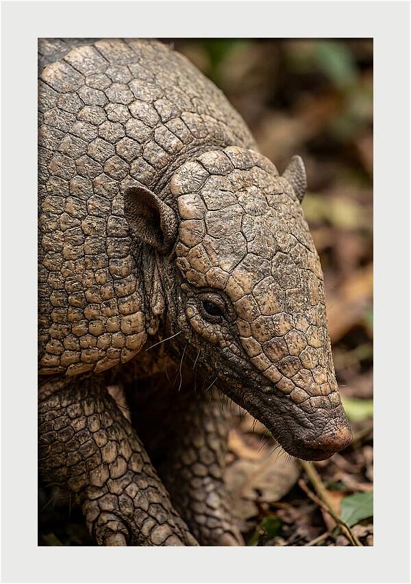 Giant Armadillo Closeup