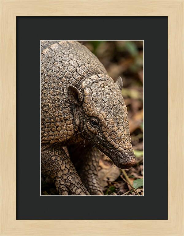 Giant Armadillo Closeup