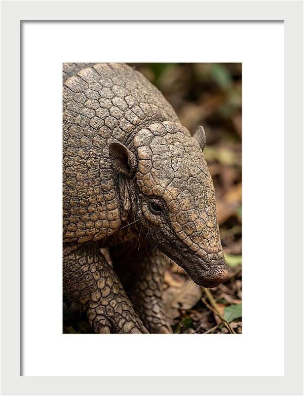 Giant Armadillo Closeup