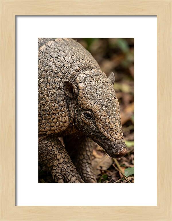 Giant Armadillo Closeup