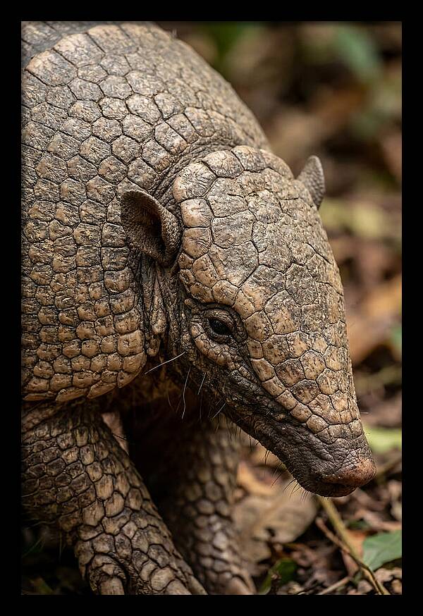 Giant Armadillo Closeup