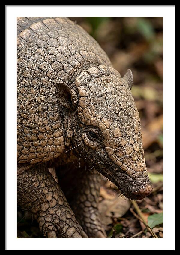 Giant Armadillo Closeup
