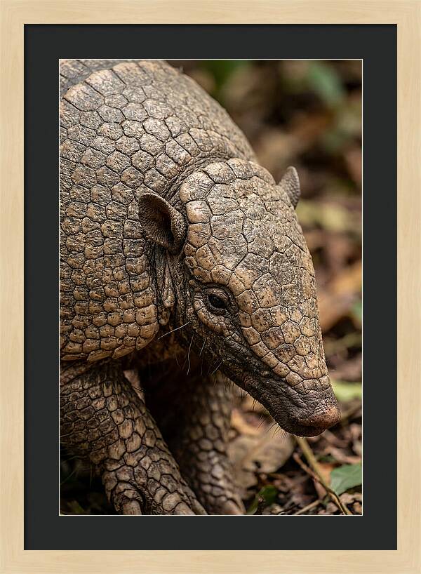 Giant Armadillo Closeup