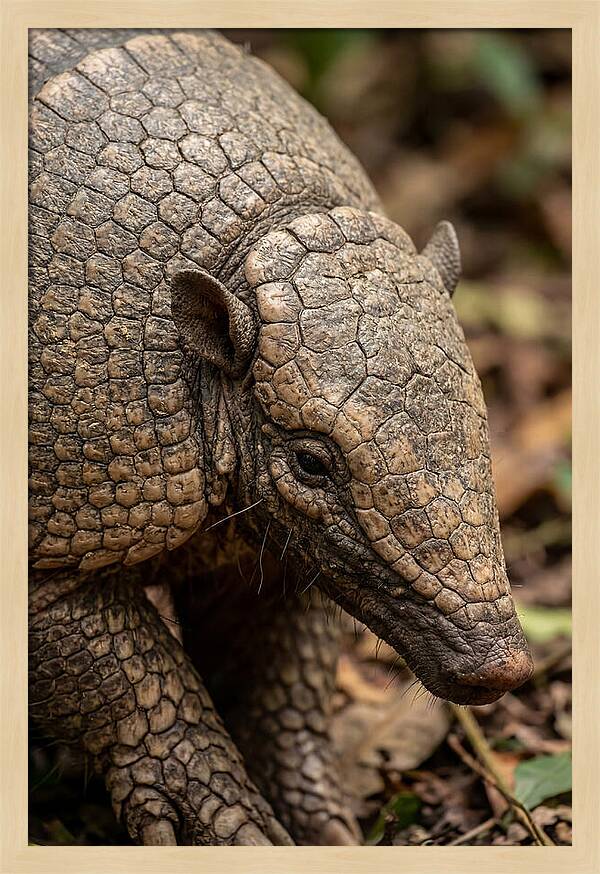 Giant Armadillo Closeup