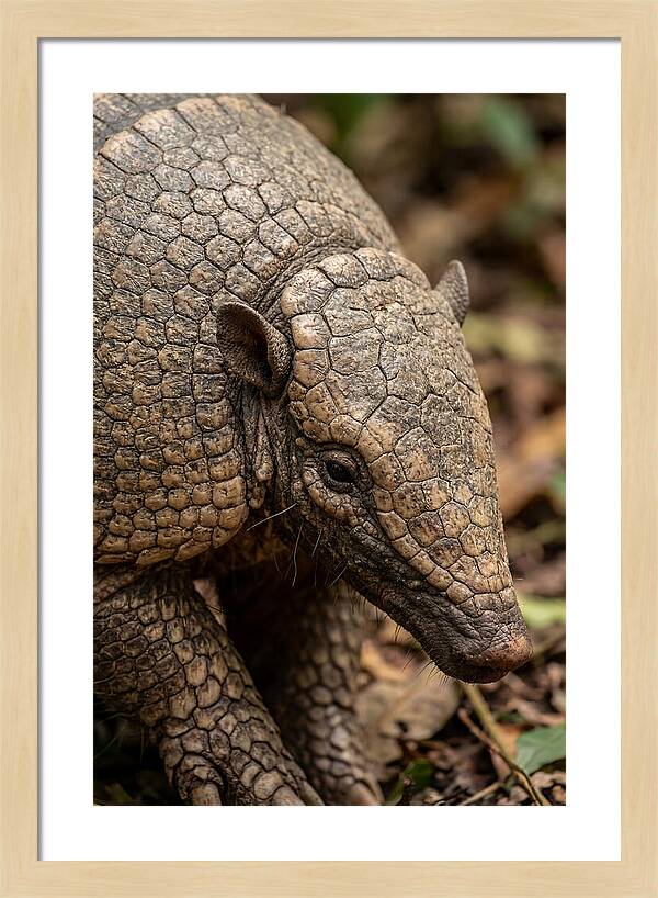 Giant Armadillo Closeup