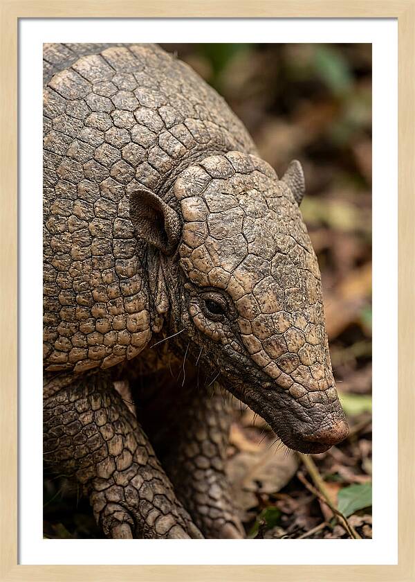 Giant Armadillo Closeup