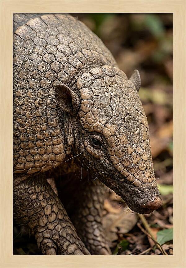Giant Armadillo Closeup