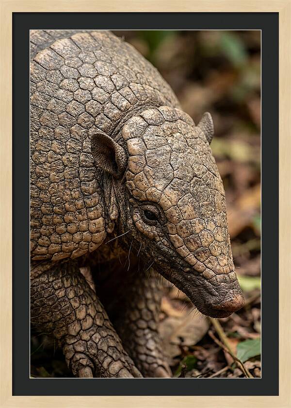 Giant Armadillo Closeup