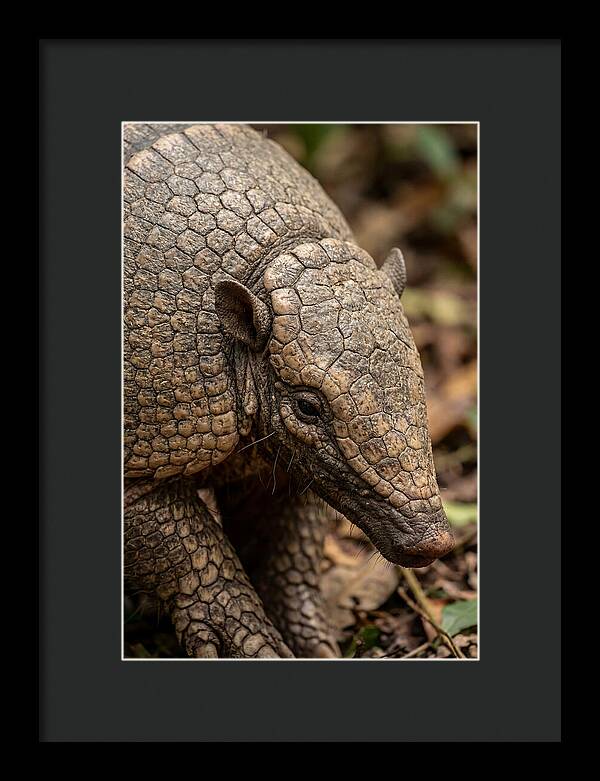 Giant Armadillo Closeup
