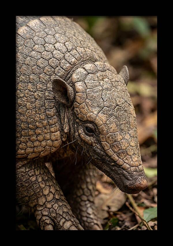 Giant Armadillo Closeup