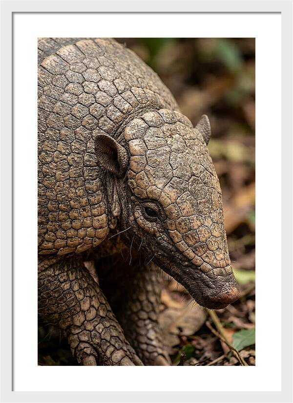Giant Armadillo Closeup
