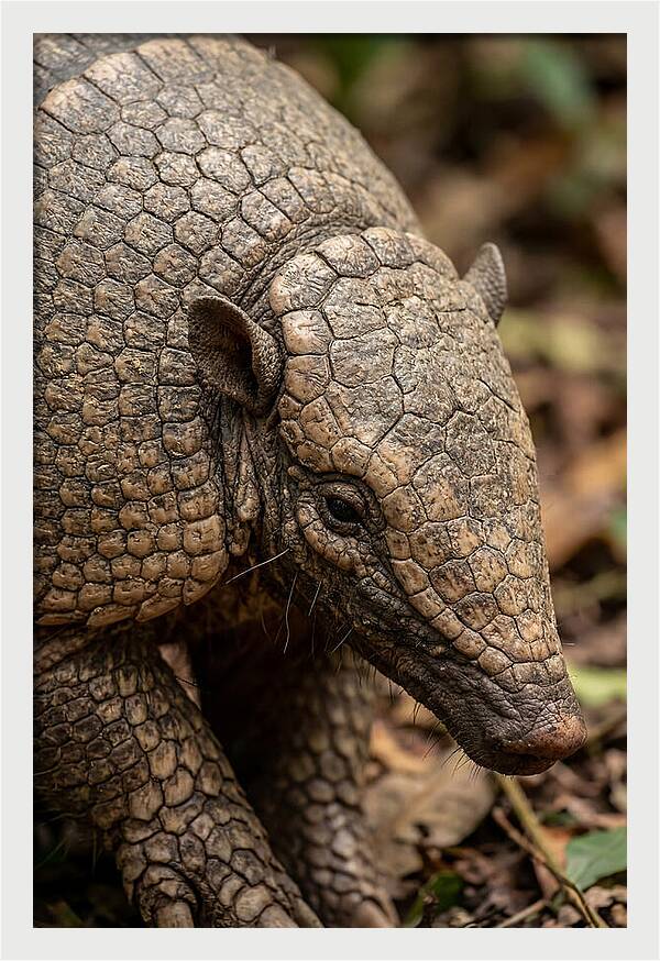 Giant Armadillo Closeup