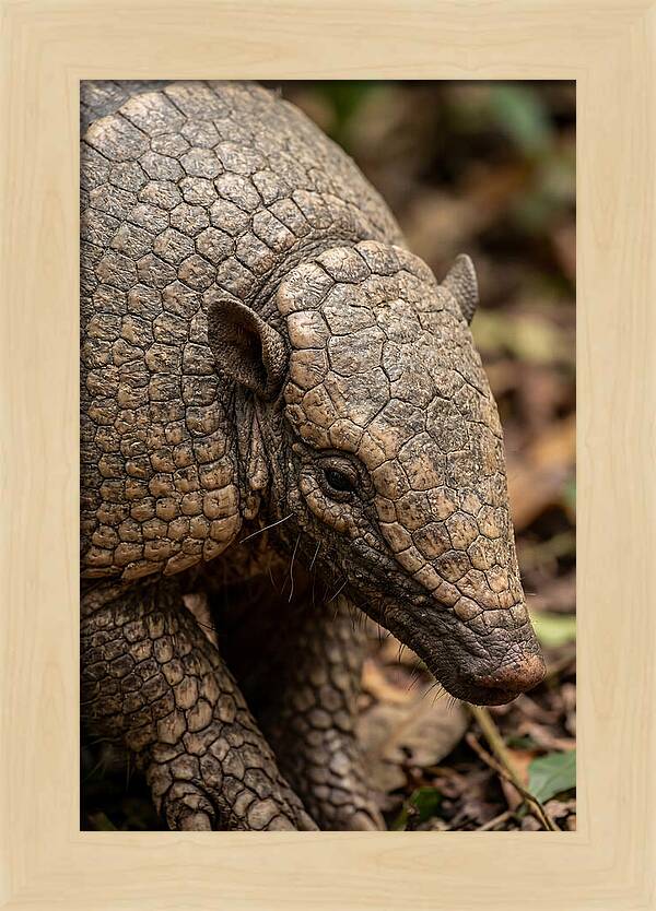 Giant Armadillo Closeup