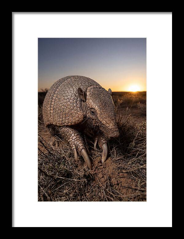 Giant Armadillo Foraging At Dusk