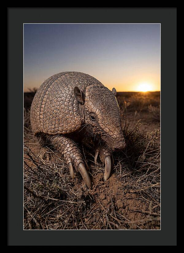 Giant Armadillo Foraging At Dusk