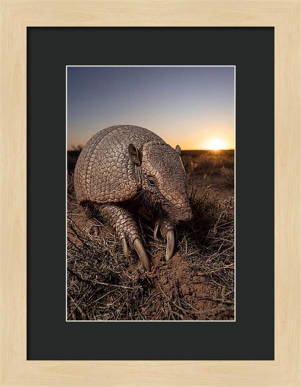 Giant Armadillo Foraging At Dusk