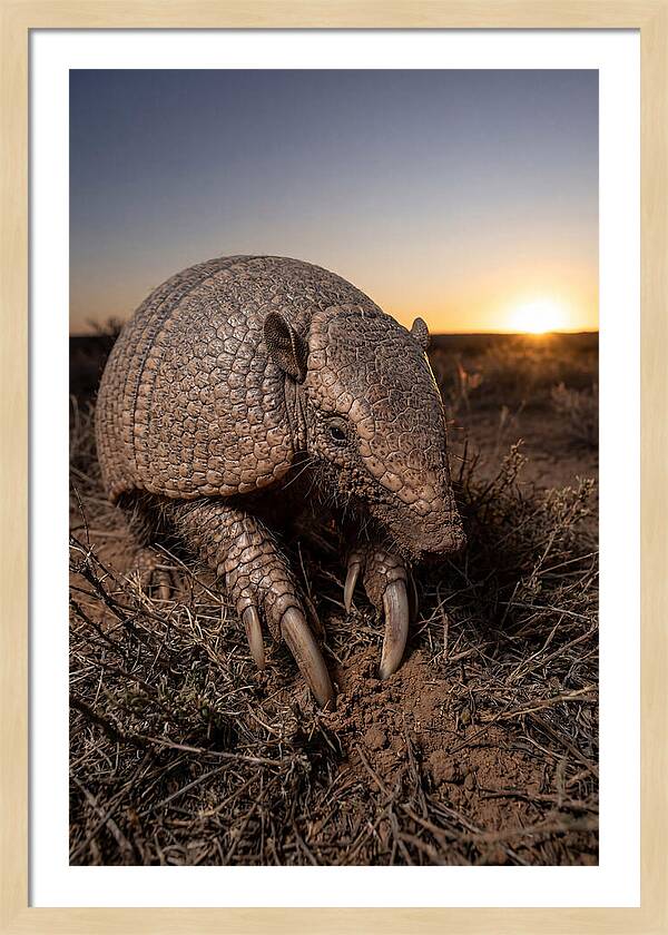 Giant Armadillo Foraging At Dusk