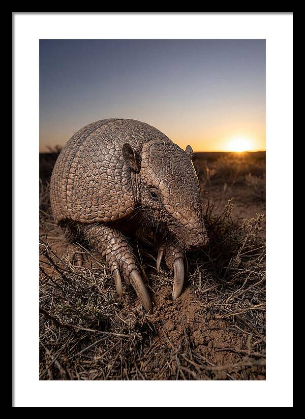 Giant Armadillo Foraging At Dusk