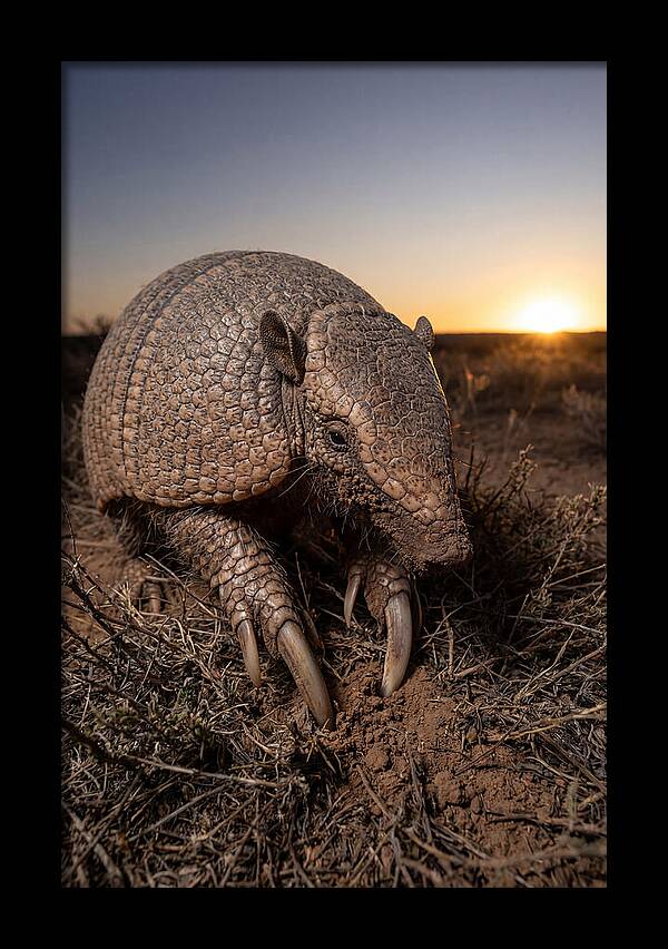Giant Armadillo Foraging At Dusk