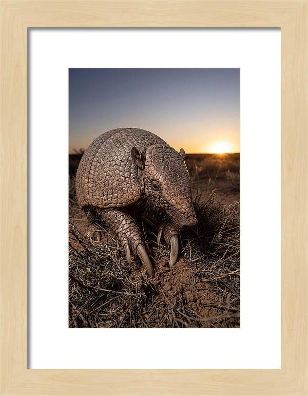 Giant Armadillo Foraging At Dusk