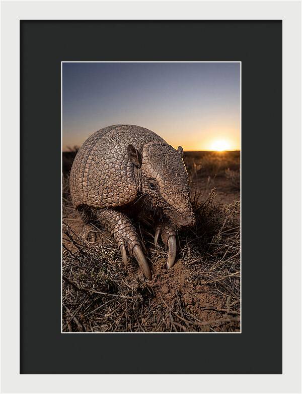 Giant Armadillo Foraging At Dusk