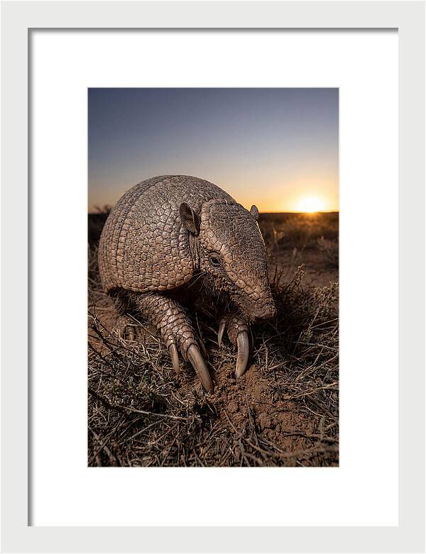 Giant Armadillo Foraging At Dusk