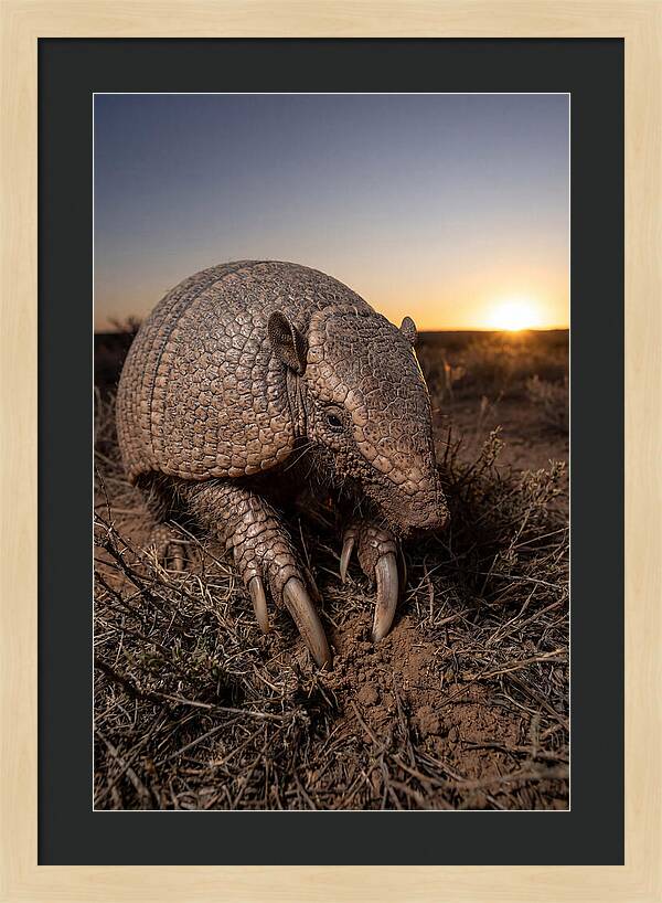 Giant Armadillo Foraging At Dusk