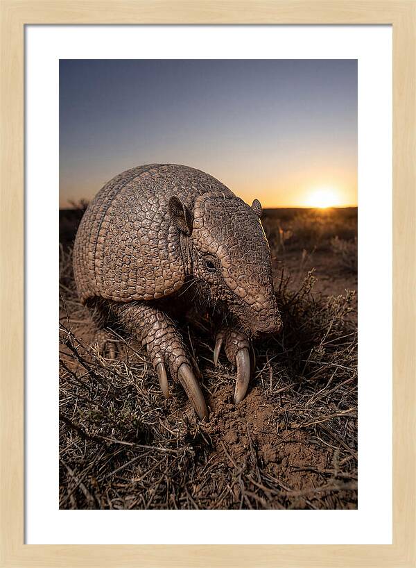 Giant Armadillo Foraging At Dusk
