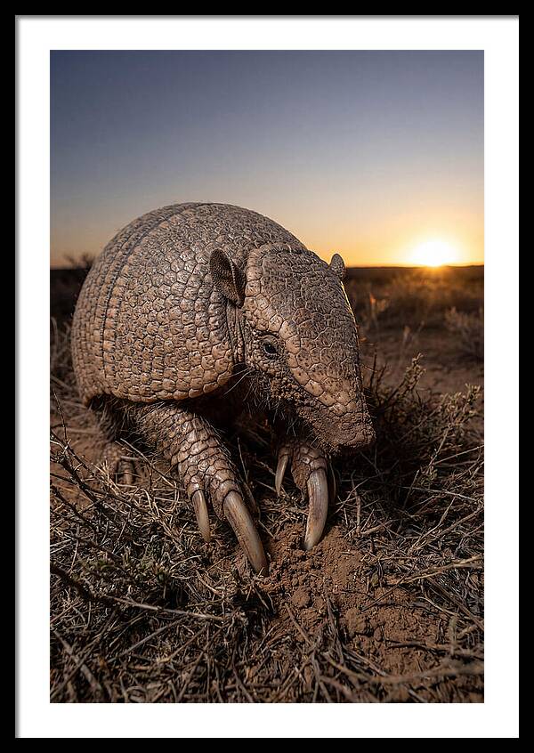 Giant Armadillo Foraging At Dusk