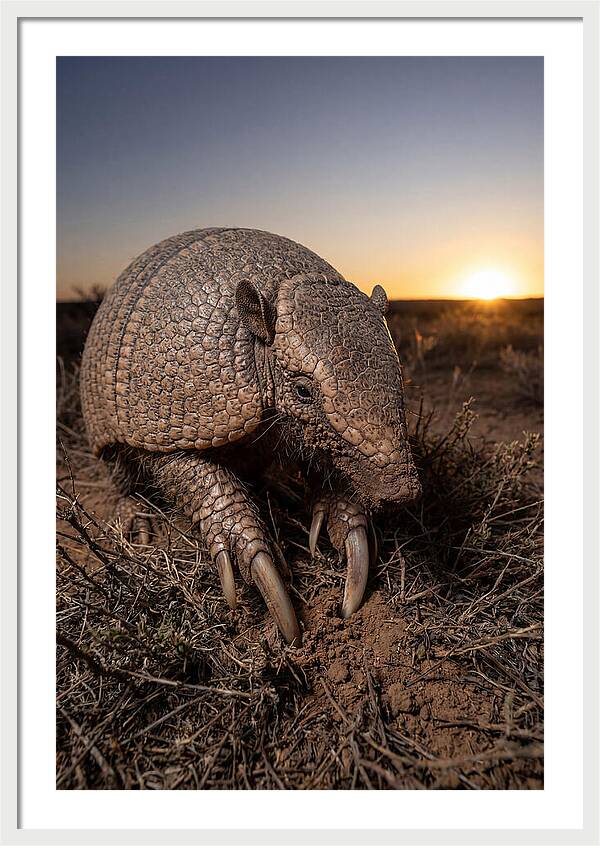 Giant Armadillo Foraging At Dusk