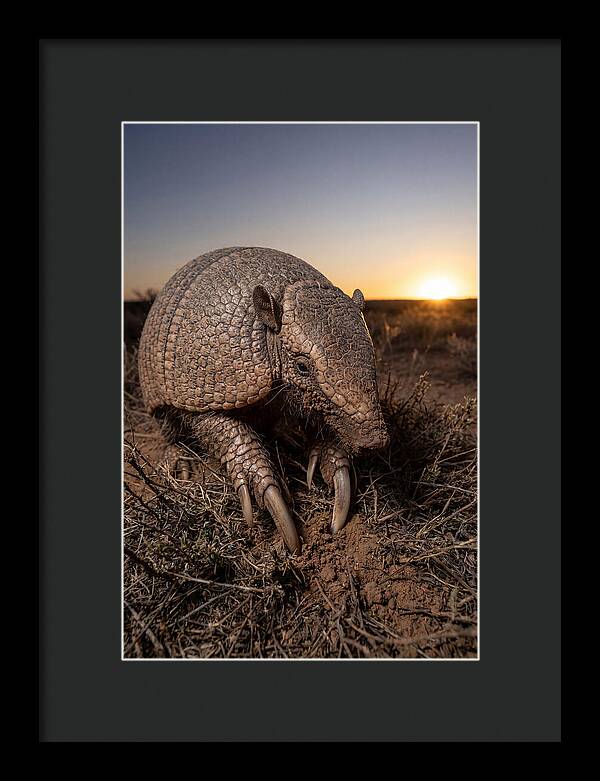 Giant Armadillo Foraging At Dusk