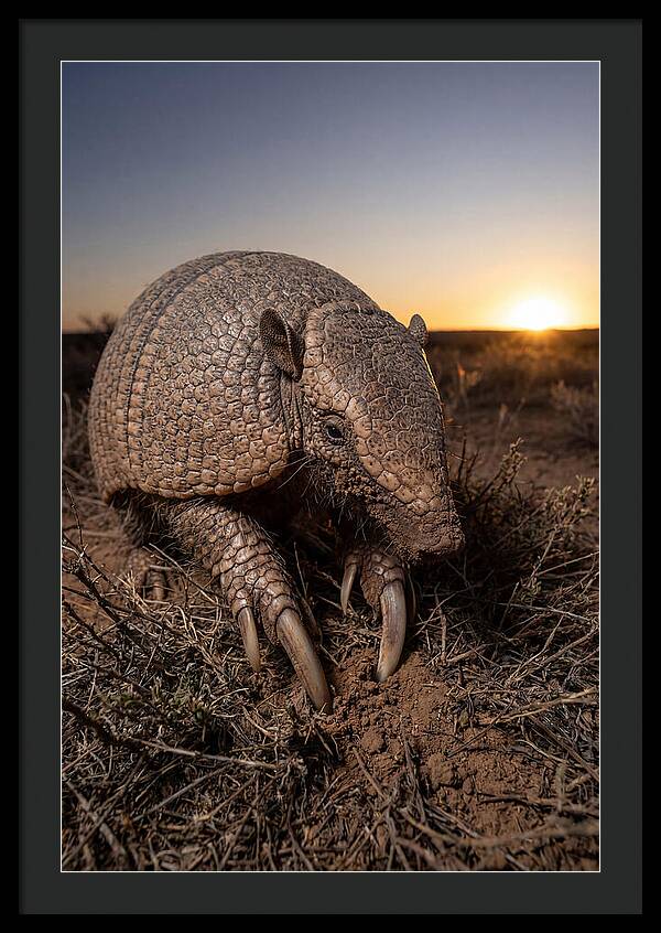 Giant Armadillo Foraging At Dusk