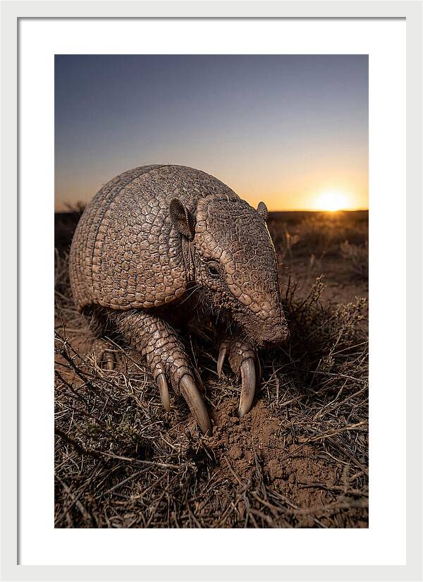 Giant Armadillo Foraging At Dusk