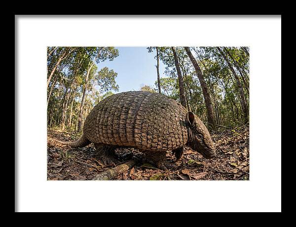 Giant Armadillo In The Wild
