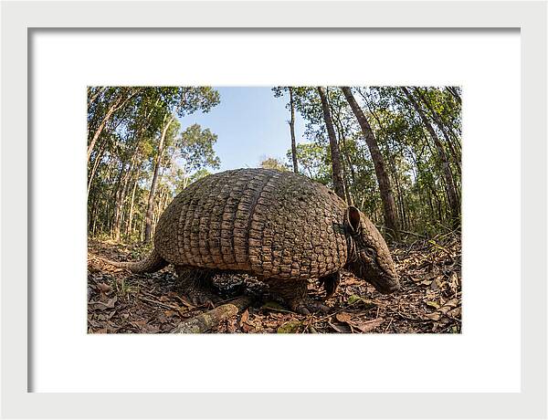 Giant Armadillo In The Wild