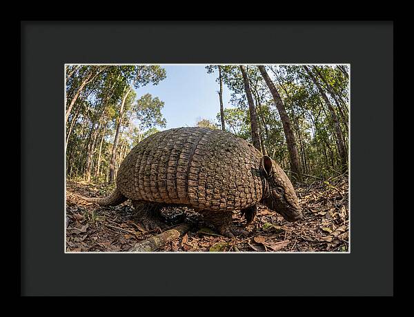 Giant Armadillo In The Wild