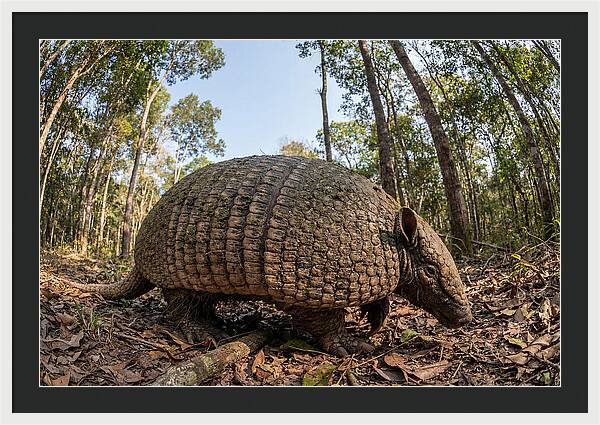 Giant Armadillo In The Wild